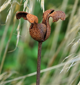 Fig Tree Metal Flowers