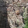 Handmade Ash Wood Bird Feeder – Medium & Large (25–28cm) – Clovelly Estate Timber